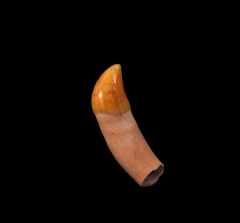 Rare Chilean Dolphin tooth for sale | Buried Treasure Fossils