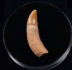 Chilean Dolphin tooth for sale | Buried Treasure Fossils