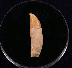 Chilean Dolphin tooth for sale | Buried Treasure Fossils