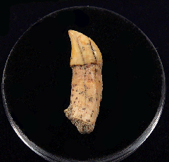 Chilean Dolphin tooth for sale | Buried Treasure Fossils