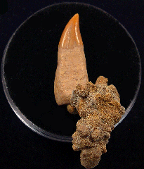 Miocene Dolphin tooth for sale | Buried Treasure Fossils