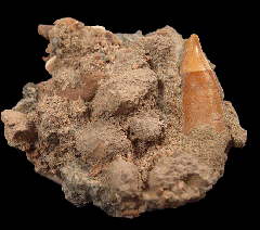 Real Chilean Dolphin tooth for sale | Buried Treasure Fossils