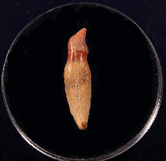 Big Chilean Brachydelphis tooth for sale | Buried Treasure Fossils