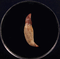 Brachydelphis tooth from Chile for sale | Buried Treasure Fossils