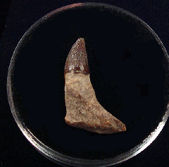 Miocene Dolphin tooth for sale | Buried Treasure Fossils