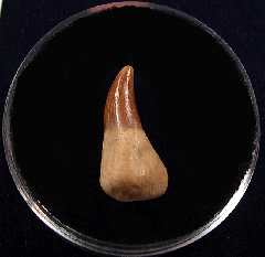 Extra Large Chilean Dolphin tooth for sale | Buried Treasure Fossils