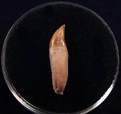 Perfect Brachydelphis tooth for sale | Buried Treasure Fossils