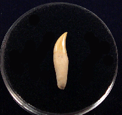 Perfect Brachydelphis dolphin tooth for sale | Buried Treasure Fossils