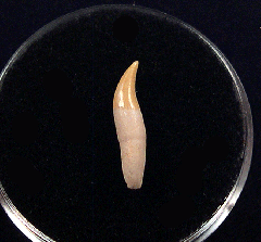 Big Chilean Dolphin tooth for sale | Buried Treasure Fossils