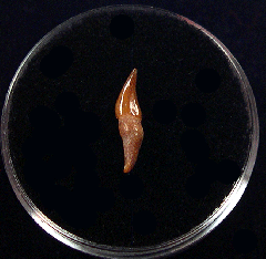 Dolphin tooth from Chile for sale | Buried Treasure Fossils