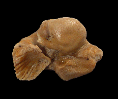 Chilean dolphin ear bone for sale | Buried Treasure Fossils 
