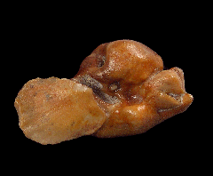 Chilean dolphin ear bone for sale | Buried Treasure Fossils 