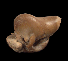 Chilean dolphin ear bone for sale | Buried Treasure Fossils 