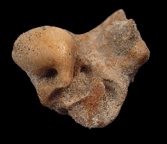 Chilean dolphin ear bone for sale | Buried Treasure Fossils 