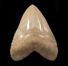 Caribbean Megalodon tooth for sale | Buried Treasure Fossils