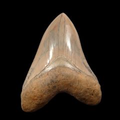 Carcharocles megalodon - Caribbean