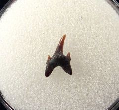 Carcharias dominguei tooth for sale | Buried Treasure Fossils