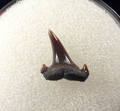 Hornby Carcharias dominguei for sale | Buried Treasure Fossils