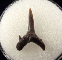 Rare Carcharias dominguei for sale | Buried Treasure Fossils