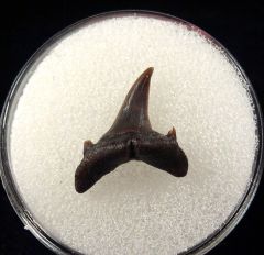 Dinosaur Park Odontaspis tooth for sale | Buried Treasure Fossils