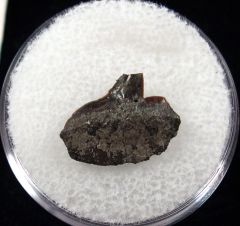 Echinorhinus lapaoi