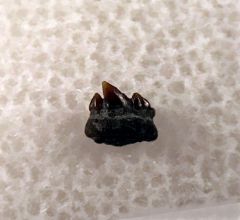 Komoksodon kwuthakuth tooth for sale | Buried Treasure Fossils