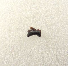 Carcharias dominguei posterior for sale | Buried Treasure Fossils