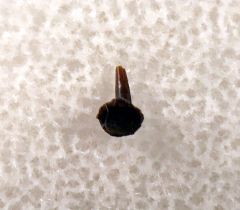 Real Florenceodon johnyi tooth for sale | Buried Treasure Fossils