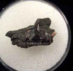 Carcharias dominguei for sale | Buried Treasure Fossils