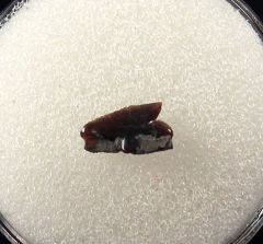 Carcharias dominguei for sale | Buried Treasure Fossils