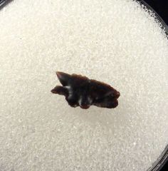 Rare Squalus nicholsae tooth for sale | Buried Treasure Fossils