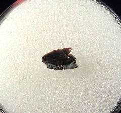 Carcharias dominguei for sale | Buried Treasure Fossils