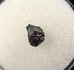 Carcharias dominguei for sale | Buried Treasure Fossils