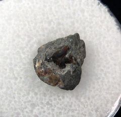 Carcharias dominguei for sale | Buried Treasure Fossils