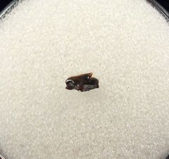 Hornby Squalus vondermarcki tooth for sale | Buried Treasure Fossils