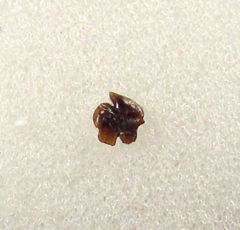 Hornby Squaliodalatias savoiei tooth for sale | Buried Treasure Fossils