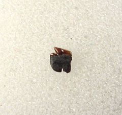 Carcharias dominguei for sale | Buried Treasure Fossils