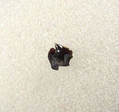 Carcharias dominguei for sale | Buried Treasure Fossils