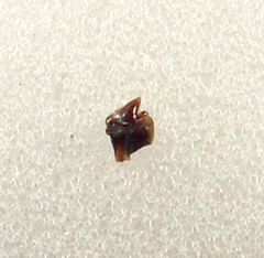 Real Squaliodalatias savoiei tooth for sale | Buried Treasure Fossils