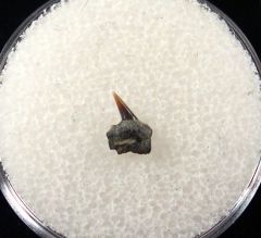 Rare Hornby Hexanchus microdon upper jaw tooth for sale | Buried Treasure Fossils
