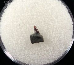 Real Hornby Hexanchus microdon upper jaw tooth for sale | Buried Treasure Fossils