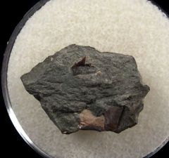Hornby Hexanchus microdon lower jaw tooth for sale | Buried Treasure Fossils