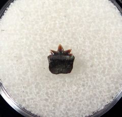 Hornby Protoheptranchias lowei symphyseal tooth for sale | Buried Treasure Fossils