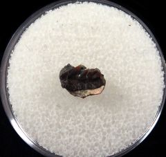 Hornby Protoheptranchias lowei lower jaw tooth for sale | Buried Treasure Fossils
