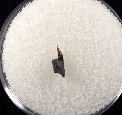 Hornby Protoheptranchias lowei lower jaw tooth for sale | Buried Treasure Fossils