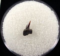 Real Hornby Protoheptranchias lowei upper jaw tooth