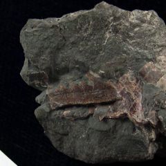 Real Hornby Protoheptranchias lower tooth for sale | Buried Treasure Fossils
