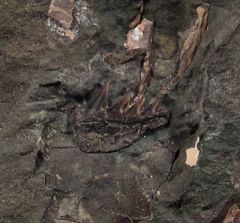Hornby Protoheptranchias lower tooth | Buried Treasure Fossils
