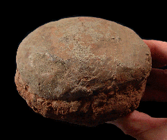 Dinosaur Eggs for sale Buried Treasure Fossils