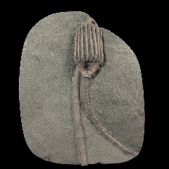 Macrocrinus mundulus Crinoid | Buried Treasure Fossils